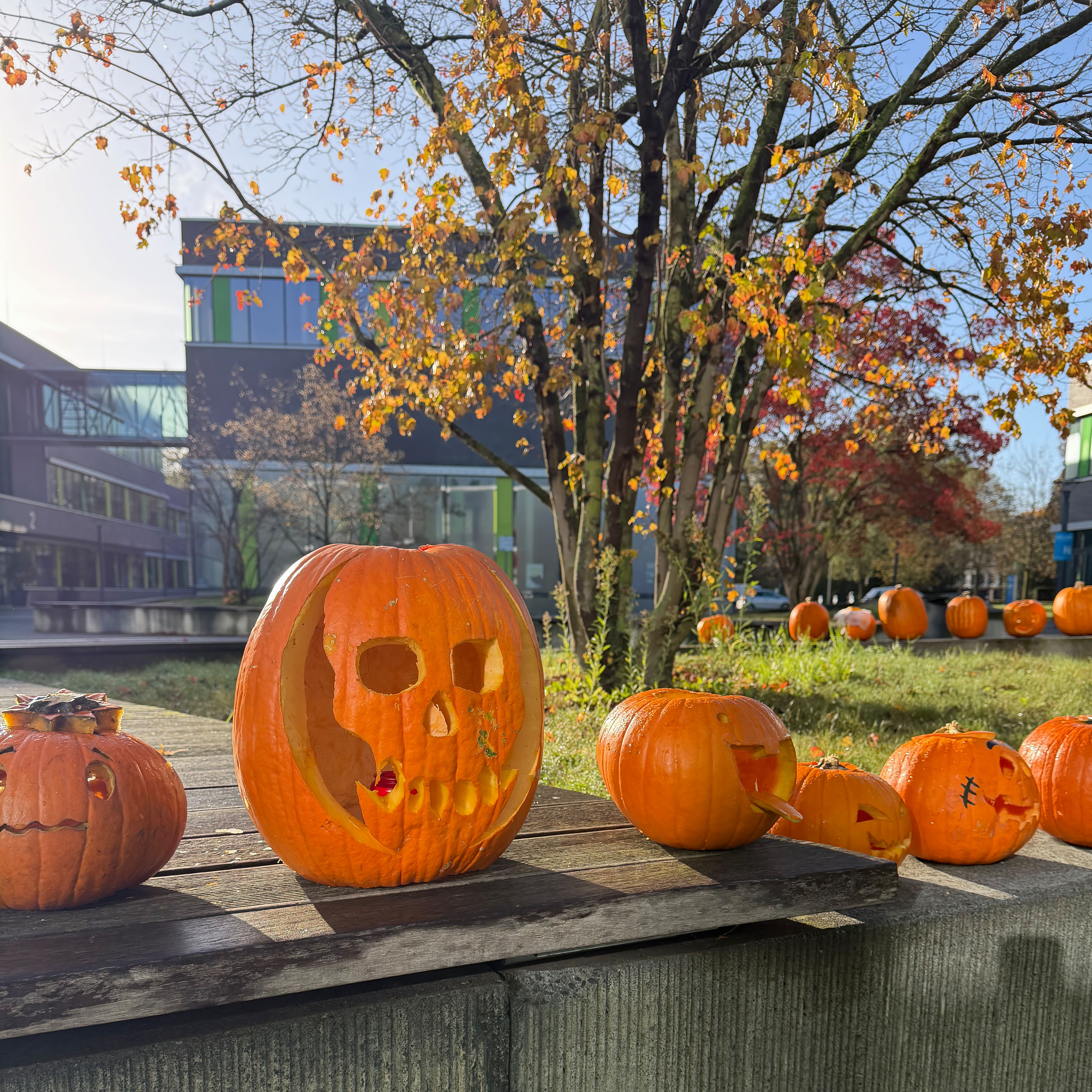 Eine Reihe geschnitzter Halloween-Kürbisse, gestaltet von Studierenden auf dem Campus.