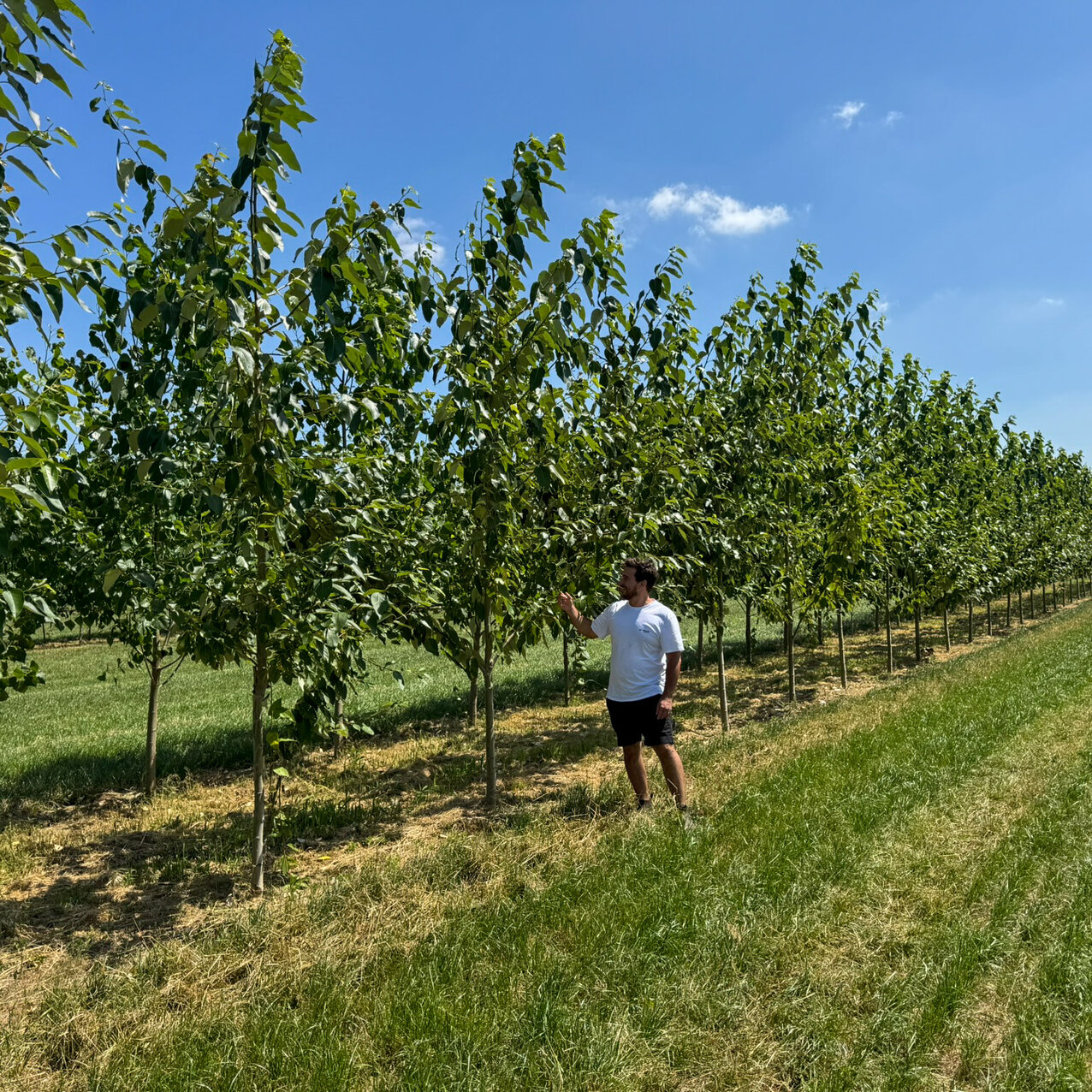 Baumallee beim Gänsepeter