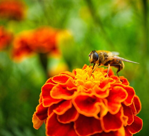 A bee is perched on an orange-red marigold in bloom, with other flowers in the background.