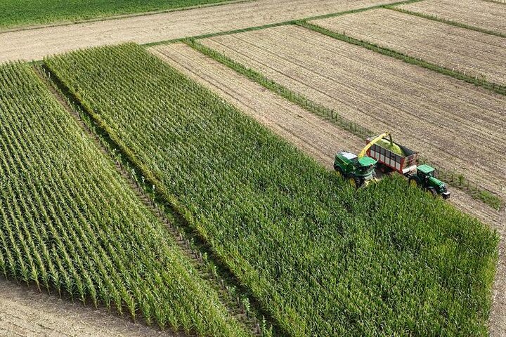 Im September wurde der Mais auf der Agroforst-Demonstrationsfläche Alleen 3 durch den Projektpartner Landwirtschaftliches Versuchszentrum Haus Riswick geerntet.