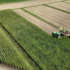 In September, the maize on the Alleen 3 agroforestry demonstration plot was harvested by the project partner, the Haus Riswick Agricultural Research Centre.