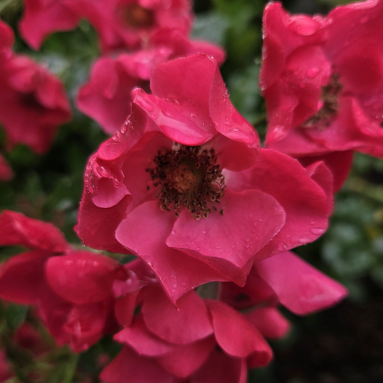 Viele Blüten einer Strauch-Rose