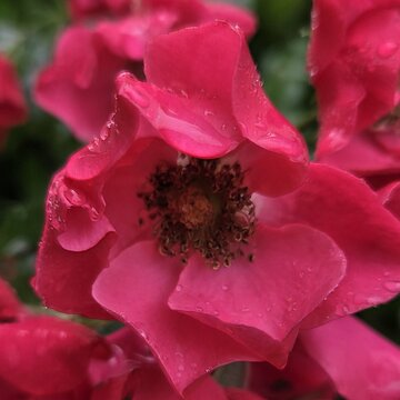 Viele Blüten einer Strauch-Rose
