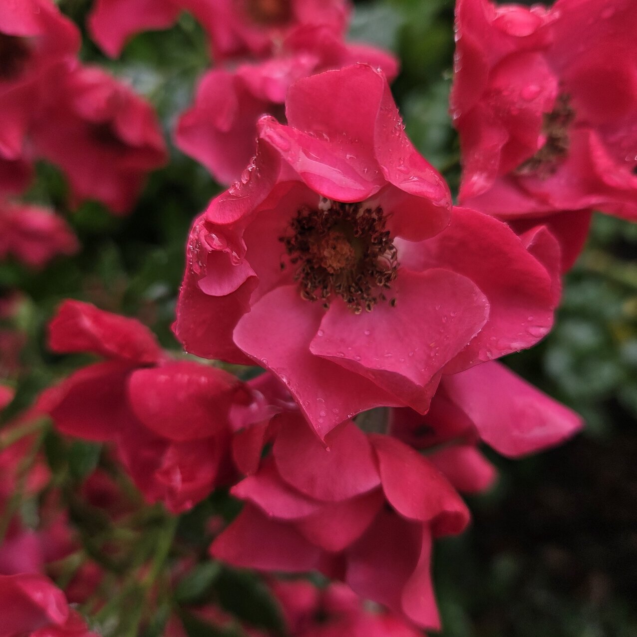 Viele Blüten einer Strauch-Rose