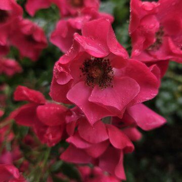 Viele Blüten einer Strauch-Rose