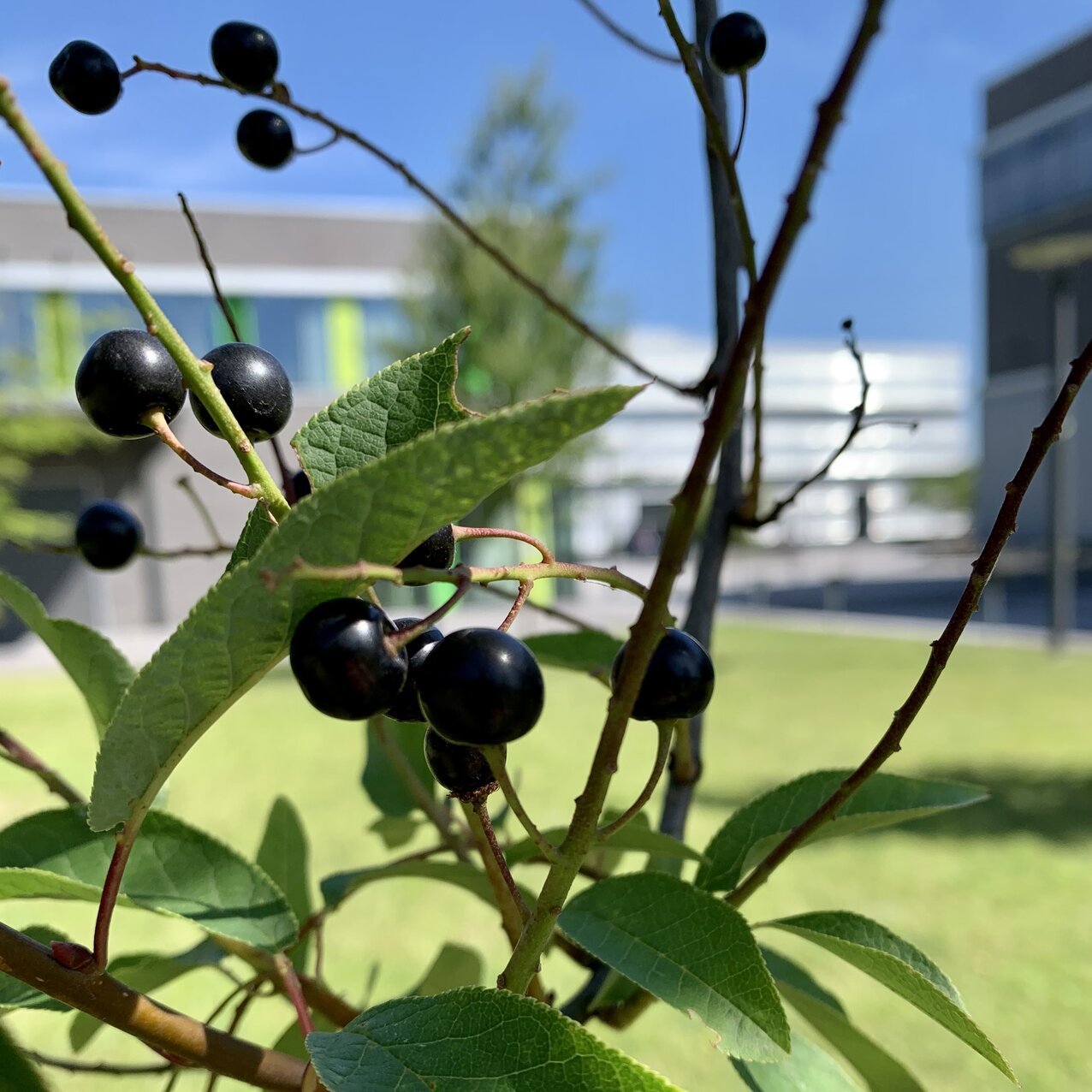 Im Vordergrund ist ein Ast mit dunklen Traubenkirschen zu sehen. Dahinter kann man die Gebäude des Campus Kamp-Lintfort erkennen
