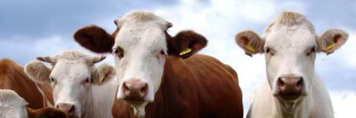 Neue Ansätze für eine nachhaltige Nutztierhaltung