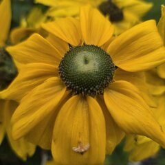 Große gelbe Blüte eines Sonnenhut-Gewächses