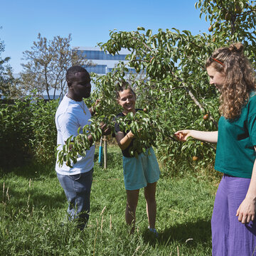 Eine Gruppe von drei Studierenden steht an einem sonnigen Tag auf einer Wiese in einem grünen Obstgarten vor einem Baum. Eine Studentin hält einen langen Ast fest, den die Gruppe gemeinsam untersucht. Im Hintergrund leuchtet der blaue Himmel über einem modernen Hochschulgebäude.