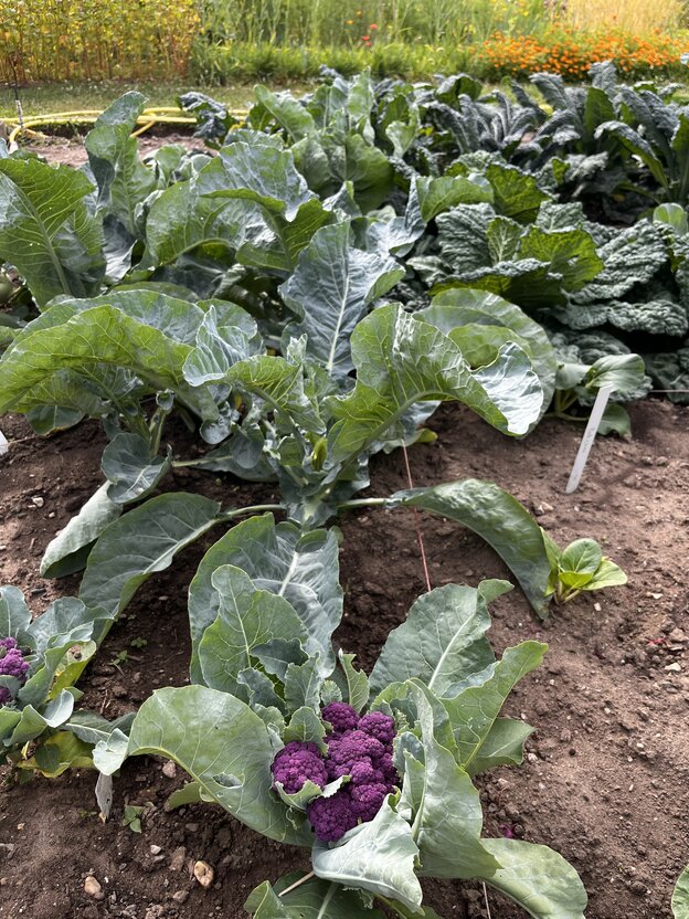 In the cauliflower patch, a purple cauliflower stands out against the large green leaves.