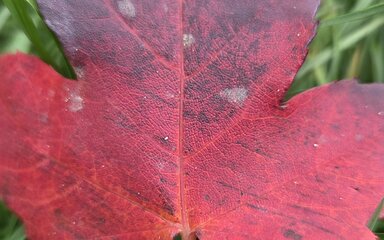 Leuchtend rotes Blatt mit drei Zacken liegt auf der Wiese.