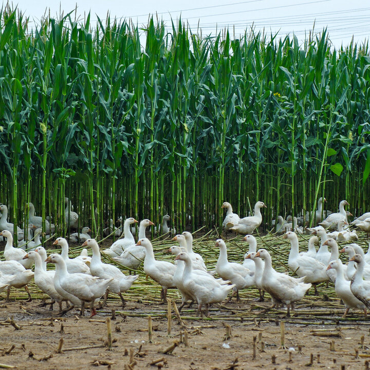 Gänsefeld Gänsepeter 
