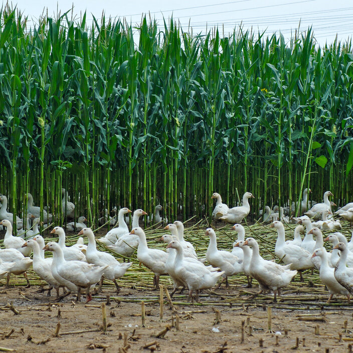 Gänsefeld Gänsepeter 