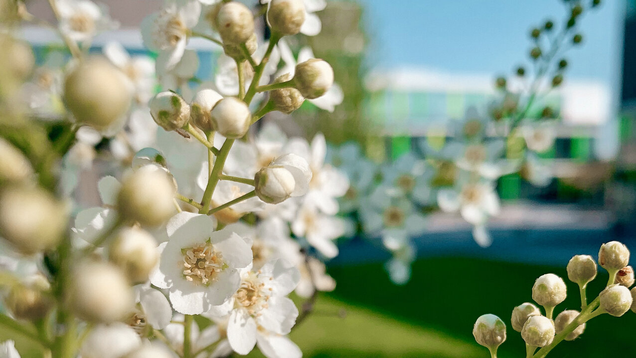 Im Vordergrund sind die weißen Blüten eines Baumes zu sehen. Dahinter verliert sich der Campus Kamp-Lintfort in der Unschärfe.