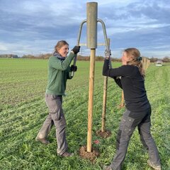 Apple Agroforestry Planting