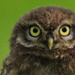Nature conservation in the Lower Rhine region – sustainably managing habitats for flora and fauna