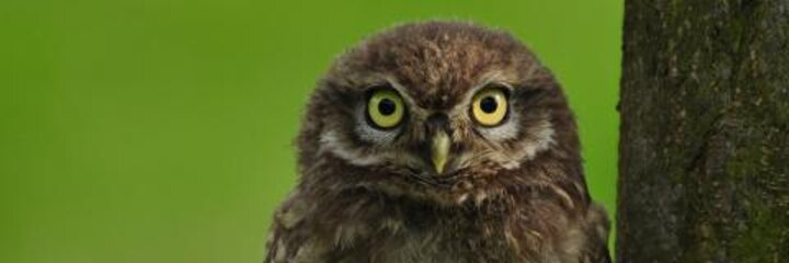 Naturschutz am Niederrhein – Lebensräume der Tier- und Pflanzenwelt nachhaltig gestalten