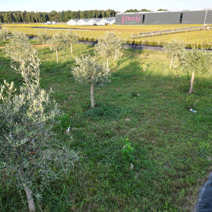 Versickerungsgruppe bei Gartenbau Dercks GmbH