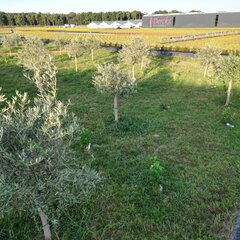 Infiltration group at Gartenbau Dercks GmbH