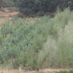 Pappel-Plantage der Phytowetl in Nettetal