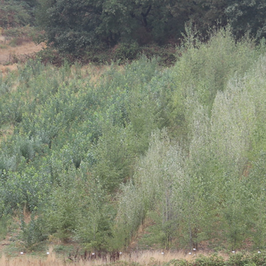 Phytowetl’s poplar plantation in Nettetal