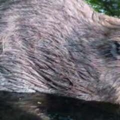 Beavers – The Master Builder is Back (News)