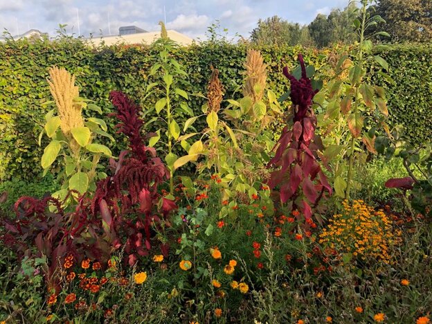A garden bed with red-flowering amaranth, sweetcorn and orange marigolds in front of a hedge.