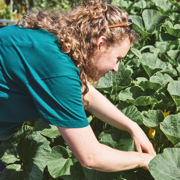 Eine junge Studentin mit lockigen Haaren und grünem T-Shirt beugt sich über ein großes, bepflanztes Hochbeet im Freien. Sie greift mit beiden Händen behutsam in die großen, ausladenden grünen Blätter eines Kürbisgewächses, an dem auch eine gelbe Blüte zu sehen ist.