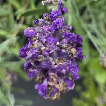 Mehrere Lavendel-Blumen, eine Blüte ist im Fokus