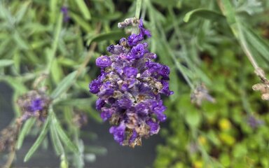 Mehrere Lavendel-Blumen, eine Blüte ist im Fokus