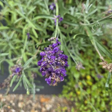 Mehrere Lavendel-Blumen, eine Blüte ist im Fokus