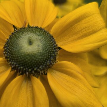 Große gelbe Blüte eines Sonnenhut-Gewächses