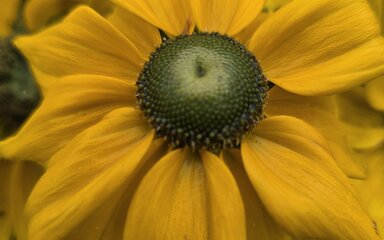 Große gelbe Blüte eines Sonnenhut-Gewächses