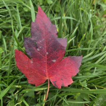 Leuchtend rotes Blatt eines Baumes liegt auf Wiese
