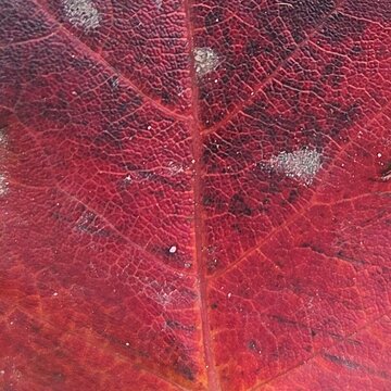 Leuchtend rotes Blatt eines Baumes liegt auf Wiese