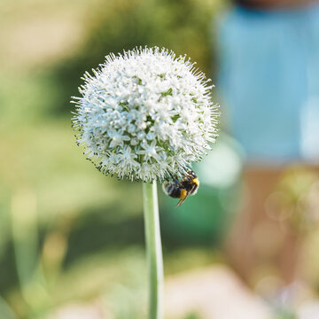 Nahaufnahme einer großen, kugelförmigen, weißen Lauchblüte, an deren Unterseite sich eine gelb-schwarze Hummel festhält. Der Hintergrund besteht aus einer unscharfen, hellgrünen Gartenlandschaft.