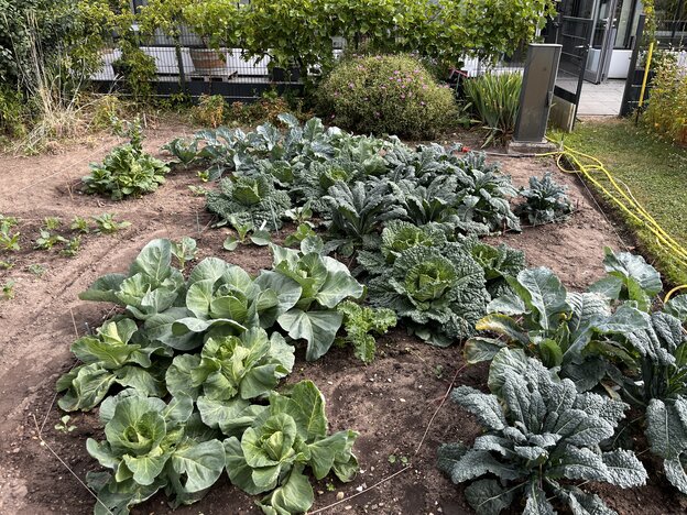 A vegetable patch with various types of cabbage planted in rows, including white cabbage and palm cabbage.