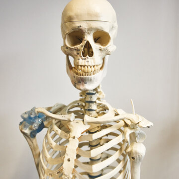 Ein anatomisches Modell eines menschlichen Skeletts, bestehend aus Schädel, Wirbelsäule und Brustkorb, steht vor einer weißen Wand. Die Knochen sind naturgetreu nachgebildet und zeigen Details wie die Kieferstruktur und die Rippenbögen.