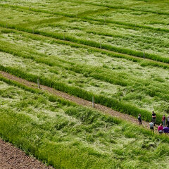 A site visit to a newly planted agroforestry site.