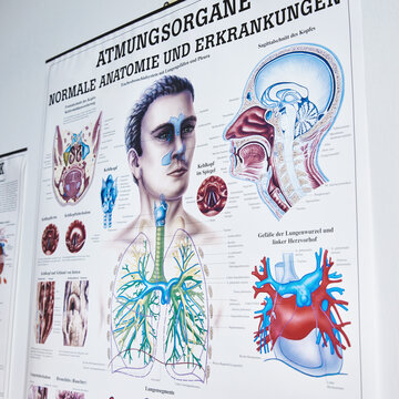 Ein medizinisches Schaubild an einer weißen Wand trägt die Überschrift "Atmungsorgane - Normale Anatomie und Erkrankungen". Es zeigt in verschiedenen farbigen Grafiken die menschliche Lunge, die Luftröhre sowie Querschnitte des Kopf- und Halsbereichs.