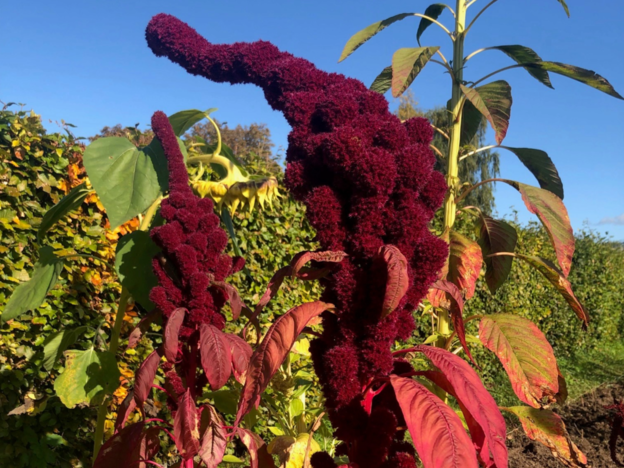 A close-up of a dark red panicle of amaranth against a blue sky.
