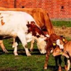 Agricultural reform and its implications for the farming sector