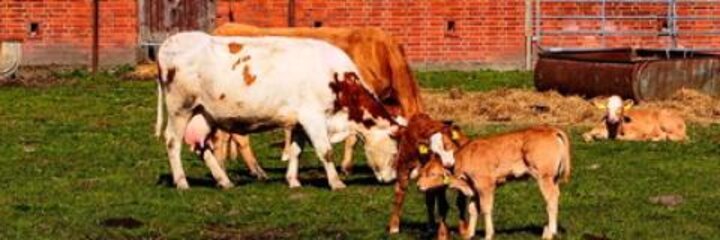 Die Agrarreform und ihre Konsequenzen für die Landwirtschaft