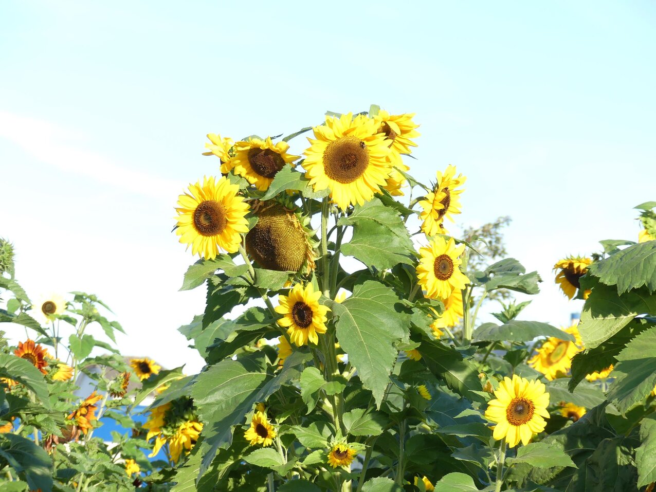 Several blooming sunflowers stand out against a blue sky, photographed from below.