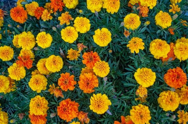 A densely planted flowerbed with yellow and orange marigold flowers, photographed from above.