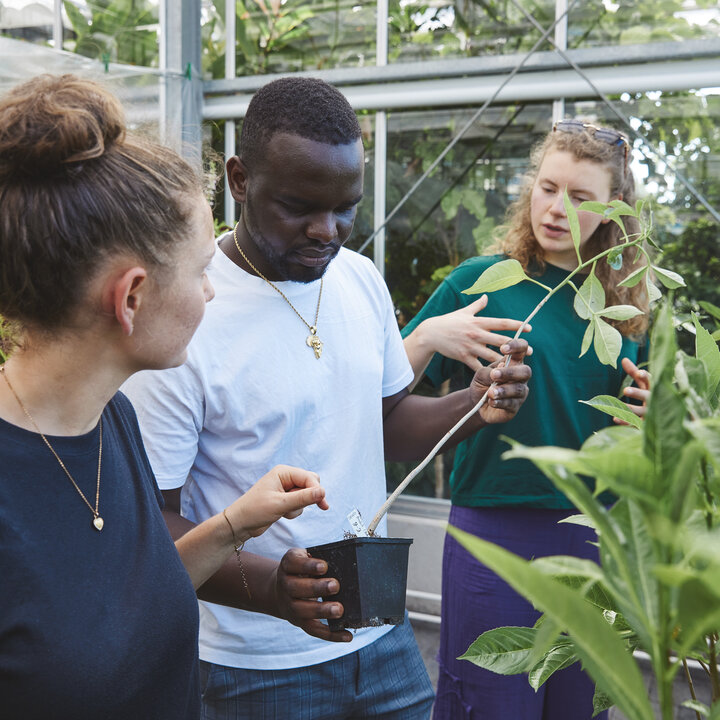 Two female students and one male student are standing close together in a greenhouse. The male student is holding a small black plant pot containing a single, tall seedling with just a few leaves. All three are looking at the young plant with interest and discussing it.