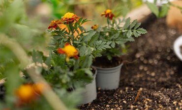 Student's Garden