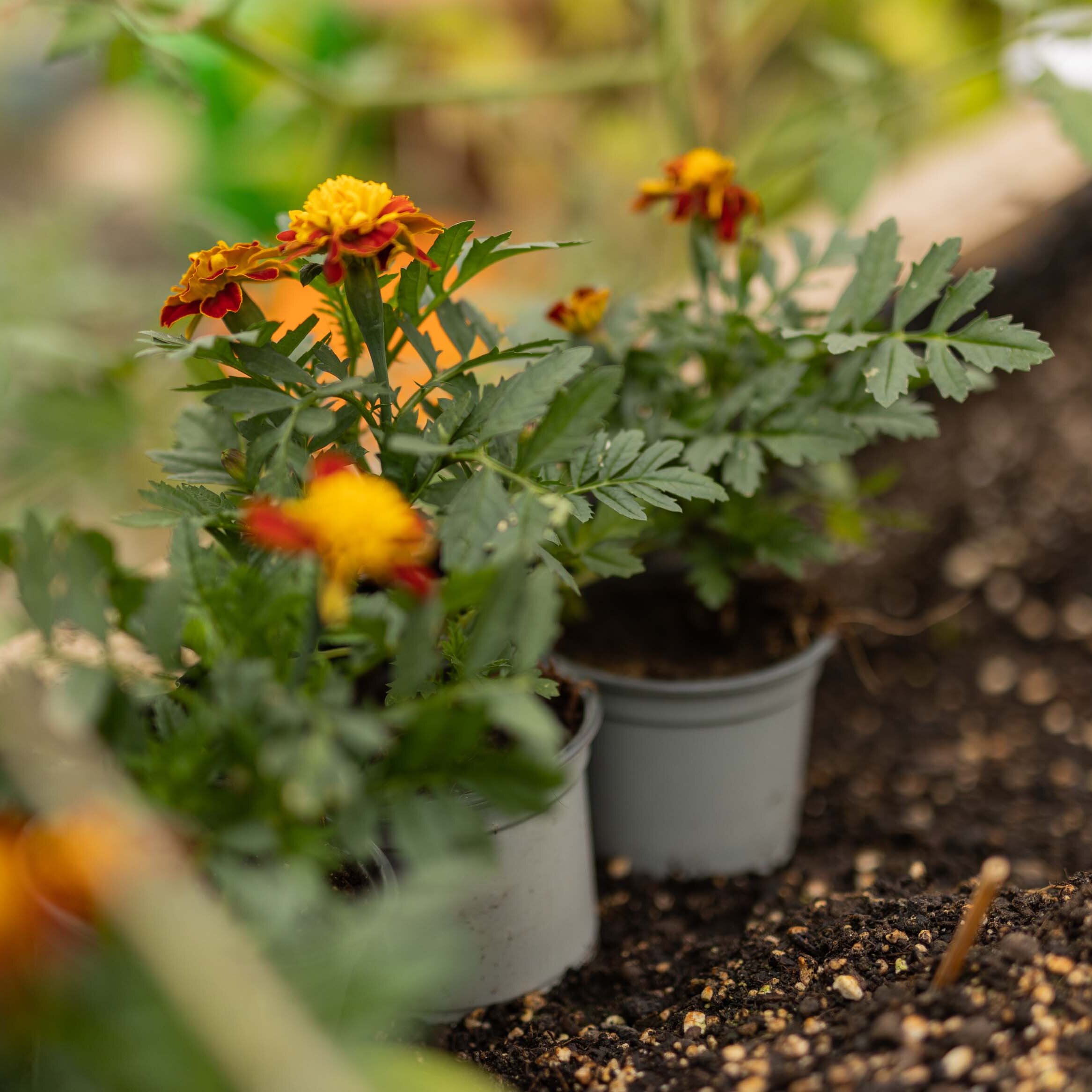 Orangefarbene Blumen in Pflanztöpfen stehen zwischen Erde und weiteren Pflanzen im Garten