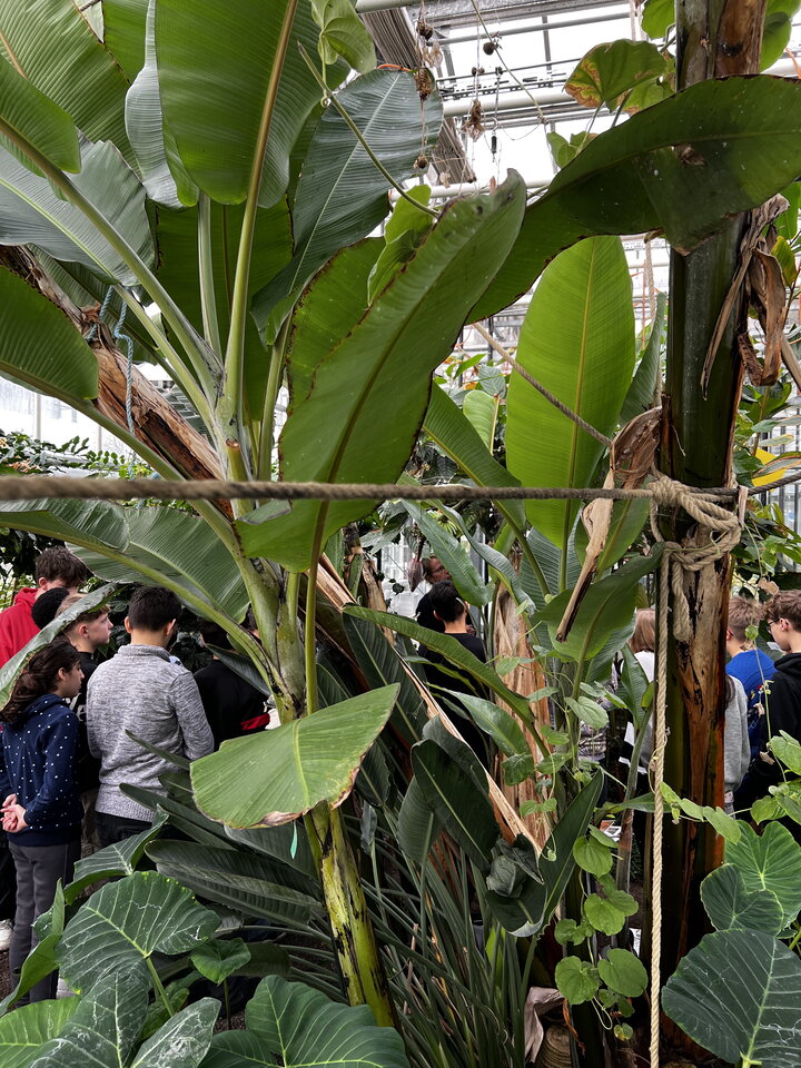 Immersed in tropical greenery: Pupils from Willibrord Grammar School experience the diversity of the rainforest at first hand