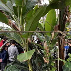 Immersed in tropical greenery: Pupils from Willibrord Grammar School experience the diversity of the rainforest at first hand
